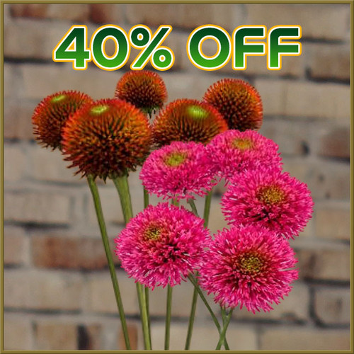 Cash & Carry - Tue, 04/07