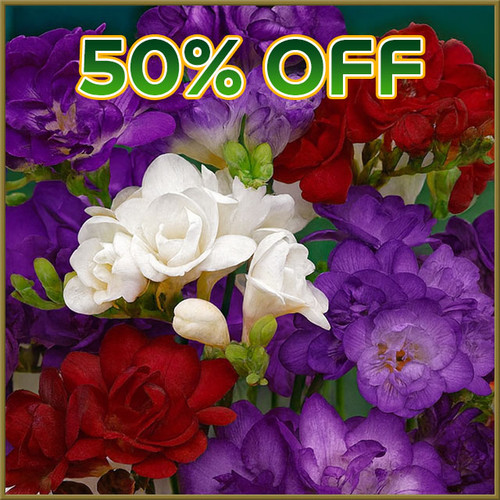 Cash & Carry - Thu, 03/19