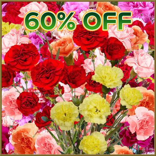 Cash & Carry -  Sat, 01/31