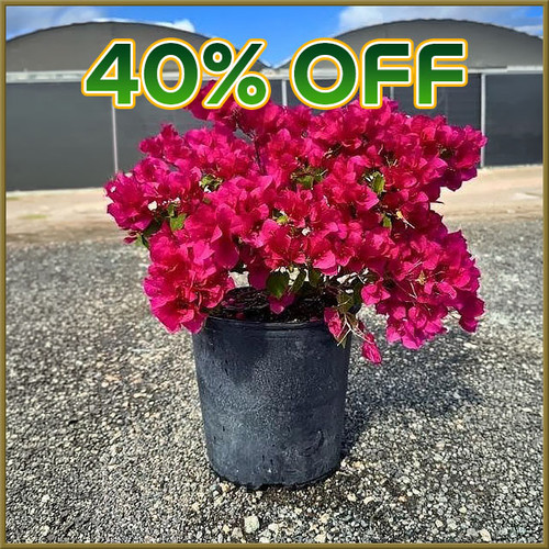 Cash & Carry -  Sat, 04/11