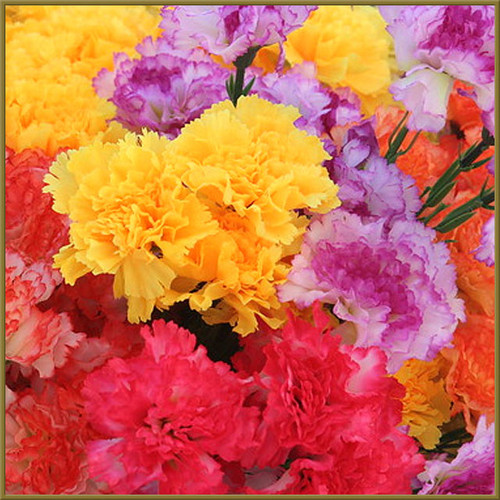 Carnations - Valentine's Day