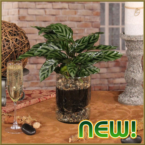 Calathea Concinna in Glass
