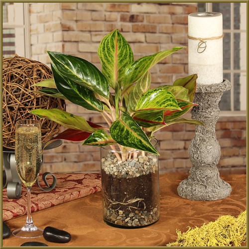 Aglaonema Golden Flourite in Glass