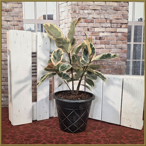 Ficus Tineke Bush