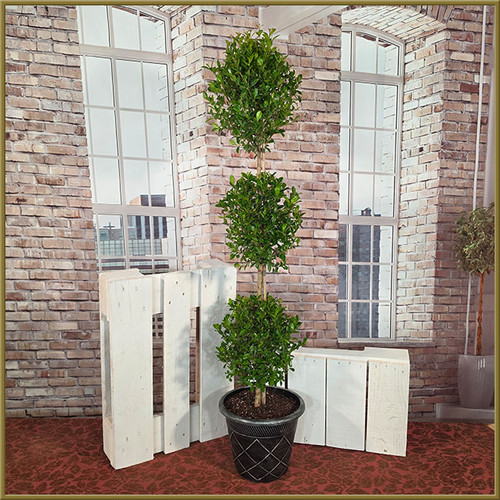 3 Ball Eugenia Topiary