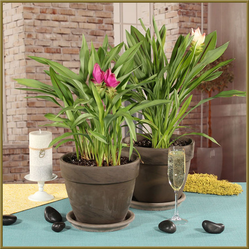 Curcuma