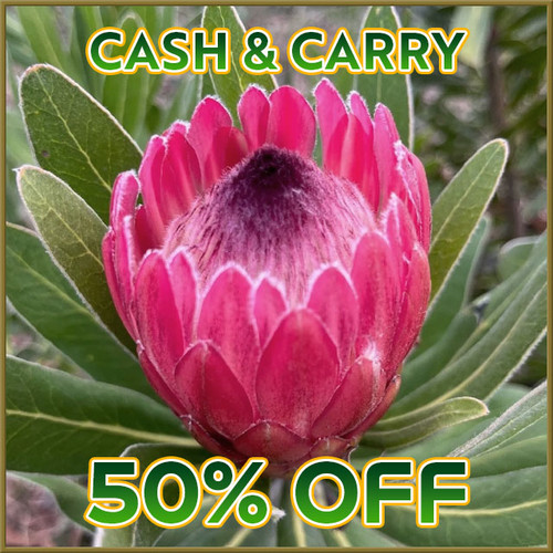 Pink Protea - Thu, 10/22
