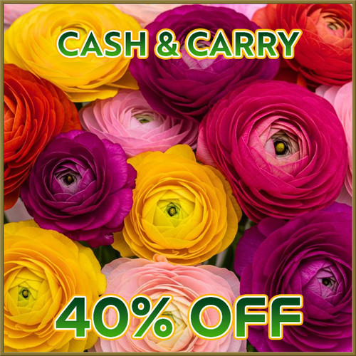 Ranunculus - Sat, 10/31