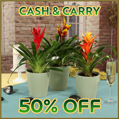 Bromeliad in Ceramic -  Sat, 10/03