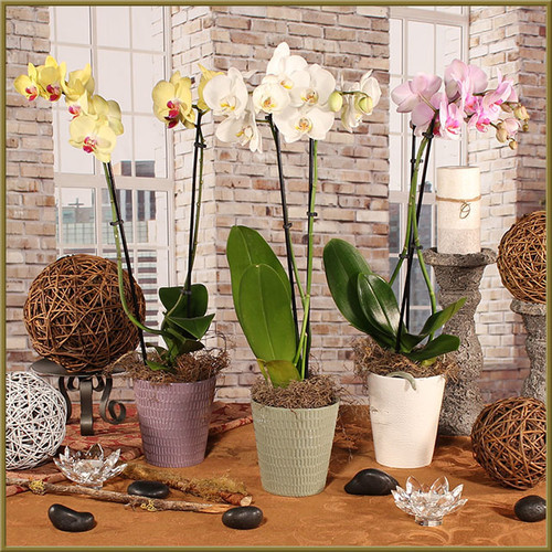 5" Phalaenopsis Orchid - Valentine's Day