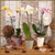 5" Phalaenopsis Orchid
