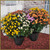 12" Tri-Color Hardy Mum