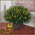 12" Tri-Color Hardy Mum