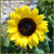 Potted Sunflowers - Set of 2