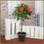 Hibiscus Tree