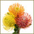 Add Three Pincushion Protea