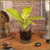 Golden Crocodile Philodendron