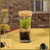 Venus Fly Trap