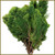 Gold Tip Cedar Gold Tip Cedar