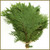 White Cedar White Cedar