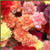 Carnations - Valentine's Day