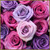 Roses - Seasonal Colors