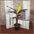 Muso Nono Pink Banana Tree