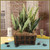 Snake Plant Sampler Basket