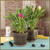 Curcuma