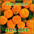 Marigolds - Fri, 10/30