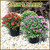 6" Hardy Mums - Sat, 09/26