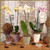 5" Phalaenopsis Orchid - Mother's Day