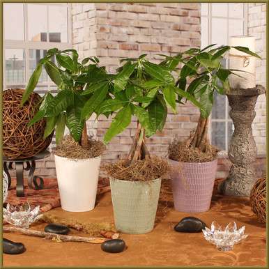 money tree full grown Money Tree 10