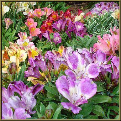 alstroemeria__81160.1684174410