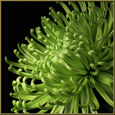 flowermemoryページ Fuji Mums - Oberer's Flowers