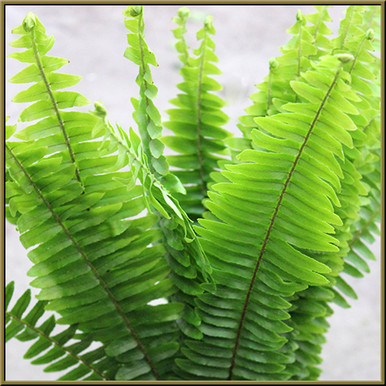 Sword Fern - Oberer's Flowers