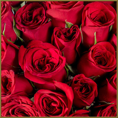 Red Roses - Oberer's Flowers