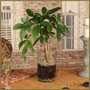 Money Tree in Glass - Oberer's Flowers