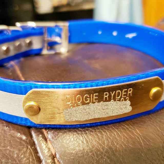 Choosing the Best Reflective Dog Collar Warner Pet Products