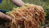  Why You Should Add Sea Moss Supplements to Your Daily Routine