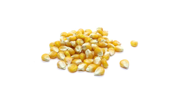 Organic Yellow Corn