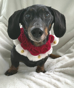 Plush Santa Jingle Bell Dog Collar