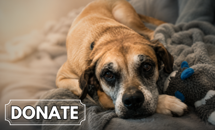 Donate