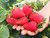 Fresh strawberries and citrus slices – seasonal Australian produce used in our strawberry jam