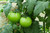 Fresh green tomatoes, onions and spices used in traditional pickle recipe