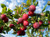 Picked from local orchards in the Goulburn Valley, VIC.