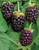 Boysenberry Jam (190ml)