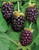Fresh boysenberries on rustic wooden background