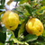 Quinces in the tree