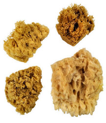 Wool Sponges Wool Sponges